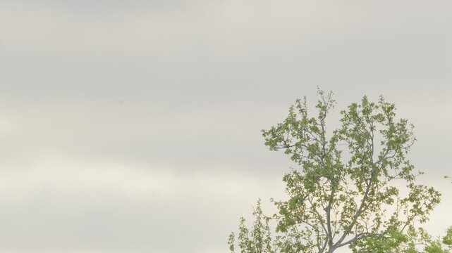 Green tree tops and a cloudy springtime sky