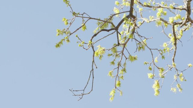 Oak tree branches with blossoms on a pale blue spring sky