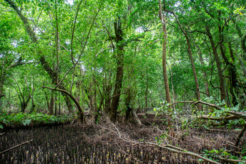 Obraz premium Mangroves forest; 