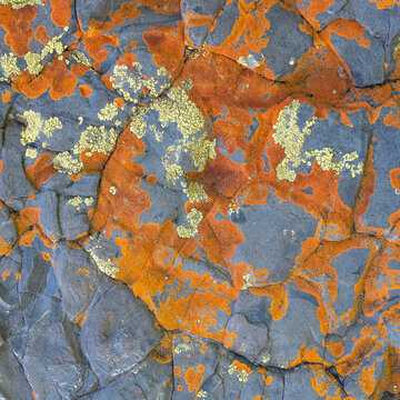 Colorful patterns on a rocky surface in nature