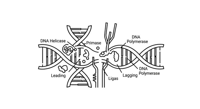 DNA Replication Process: Leading and Lagging Strands with Enzymes