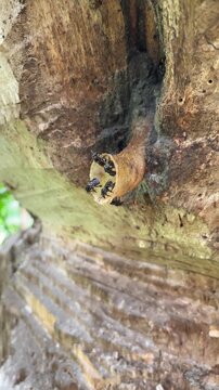 Trigona Stingless Bee Nest on Wood