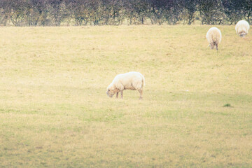 Obraz premium Farmland around Cresswell Pond Nature Reserve behind Druridge Bay Sand Dunes, Northumberland, March 2026