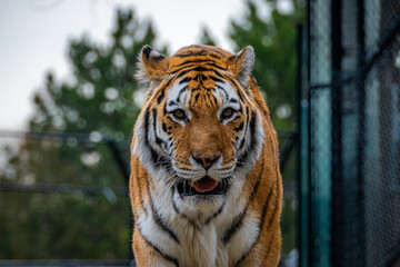 tiger in the zoo © Yonge Street Artist