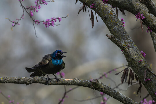 Common grackle caws as it perches in a redbud tree with bright purple flowers.