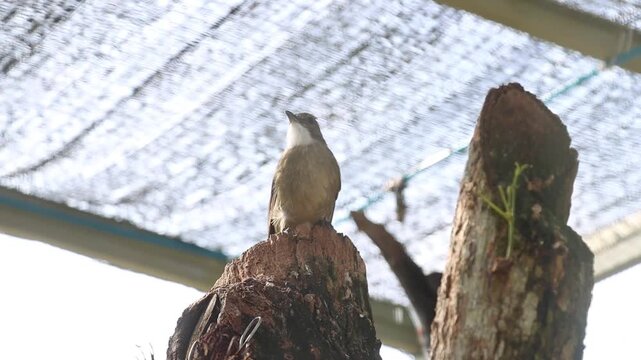 Close-up of a small brown bird perched on a weathered tree stump with a thatched roof overhead