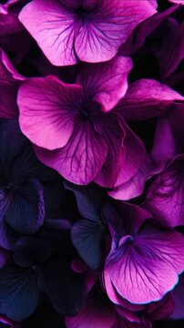A close-up videograph of vibrantly colored purple pansies with detailed ruffled petals, showcasing the delicate beauty and rich coloration typical to this type of floral.