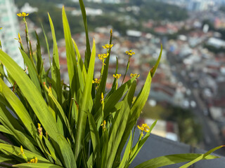 Obraz premium Yellow Walking Iris Flowers Blooming on High Rise Balcony with Blurred Cityscape Background