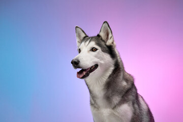 Fototapeta premium A Siberian Husky gazes into the distance, framed by a gradient background of blue and pink shades. The tranquil pose enhances the image's serene and balanced aesthetic.