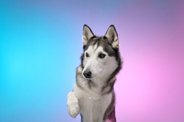 Fototapeta premium A Siberian Husky observes attentively, posed against a gradient blue and pink background. The image showcases the dog's alert expression and detailed fur texture.
