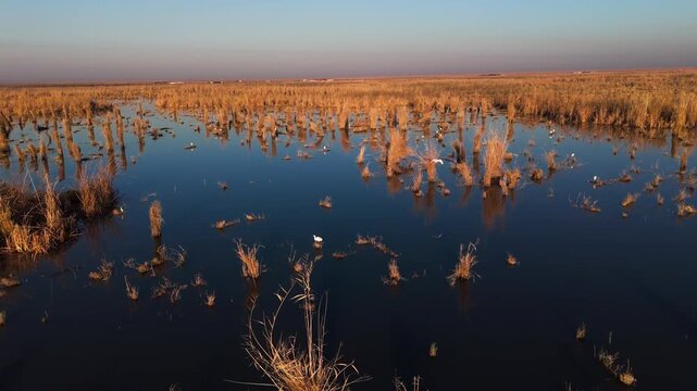 The Al-Jubaysh Marshes, located in Dhi Qar, Iraq, are part of the Mesopotamian marshlands, one of the world's largest wetland ecosystems. Known for their rich biodiversity, these marshes are home to u
