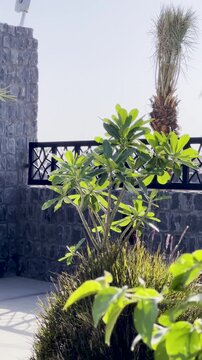 The tranquility of Bani Anif Mosque in Medina as a man in a white thobe explores the historic site near Quba, featuring ancient stone walls, lush greenery, and traditional architecture on a sunny day.