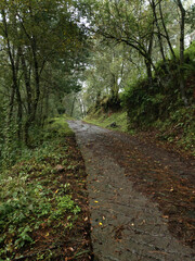 Fototapeta premium Cobblestone path in the damp, leafy forest.
