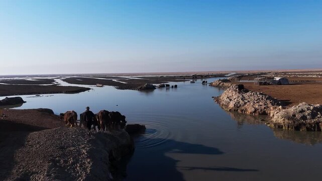 The Al-Jubaysh Marshes, located in Dhi Qar, Iraq, are part of the Mesopotamian marshlands, one of the world's largest wetland ecosystems. Known for their rich biodiversity, these marshes are home to u