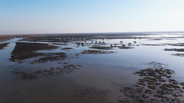 The Al-Jubaysh Marshes, located in Dhi Qar, Iraq, are part of the Mesopotamian marshlands, one of the world's largest wetland ecosystems. Known for their rich biodiversity, these marshes are home to u