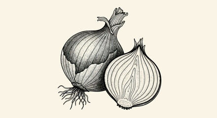 Vintage illustration of a whole onion and a halved onion. © Ndog