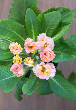 Vibrant yellow pink  flowers of Primula acaulis, Primula vulgaris, the common primrose, or English primrose is a species of flowering plant in the family Primulaceae