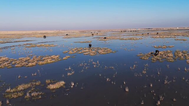The Al-Jubaysh Marshes, located in Dhi Qar, Iraq, are part of the Mesopotamian marshlands, one of the world's largest wetland ecosystems. Known for their rich biodiversity, these marshes are home to u
