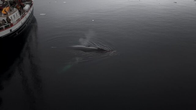 A steady wide-angle shot of the ice-class schooner Amazone in Wilhelmina Bay as a humpback whale surfaces in the dark, glassy waters of the Antarctic Peninsula, featuring scattered brash ice