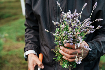 Farmworker's hands holding freshly harvested lavender bouquet © Jordan