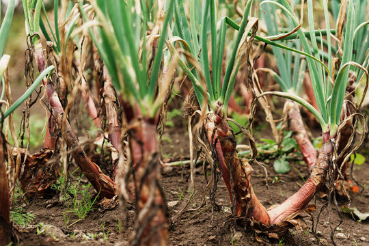 Growing spring onions in organic garden soil