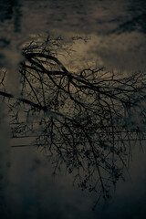 Obraz premium tree on the water