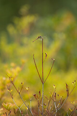 木の枝に止まっているトンボ © Kazuki Yamada