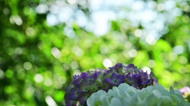 光の粒が踊る、「眩い木漏れ日に包まれて。萌の里で見つけた、幻想的なアジサイの輝き。」
「美しい玉ボケとアジサイの重なり。テキストが映える背景用映像」
阿蘇郡西原村(萌の里)
"Burned in dazzling sunlight filtering through the trees. The fantastical glow of hydrangeas found in Moe no Sato