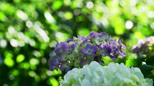光の粒が踊る、初夏の魔法。白と紫のアジサイが奏でる美しいボケ味。
「美しい玉ボケとアジサイの重なり。テキストが映える背景用映像」
阿蘇郡西原村(萌の里)
A dance of light, the magic of early summer. Beautiful bokeh created by white and purple hydrangeas.