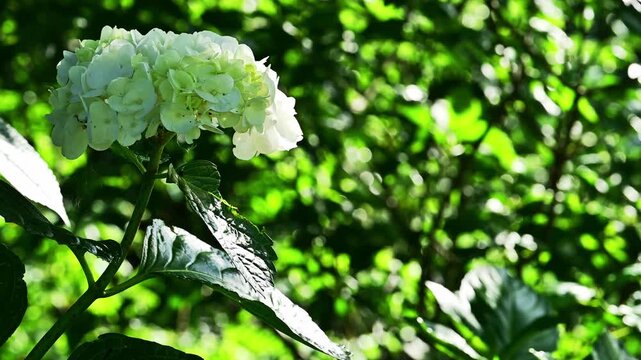 光り輝く白いアジサイ（アナベル）と新緑のボケ味、初夏の公園風景。
「自然豊かな公園に咲き誇る、満開の白いアジサイ。」
阿蘇郡西原村(萌の里)
A park scene in early summer, with dazzling white hydrangeas (Annabelle) and the soft bokeh of fresh green leaves.