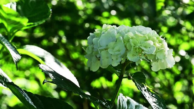 光をまとう、純白のアナベル。心洗われる初夏のひととき。
「自然豊かな公園に咲き誇る、満開の白いアジサイ。」
阿蘇郡西原村(萌の里)
Pure white Annabelle hydrangeas bathed in light. A soul-cleansing moment in early summer.