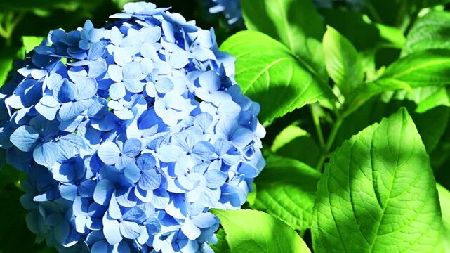 梅雨空に映える、凛とした青い花。麓で出会った涼やかな風景。
「鮮やかな青いアジサイのアップ。風に揺れる花びらと緑の葉のコントラスト。」
阿蘇郡西原村(萌の里)
A crisp blue flower stands out against the rainy season sky. A refreshing scene encountered at the foot of the mountain.
