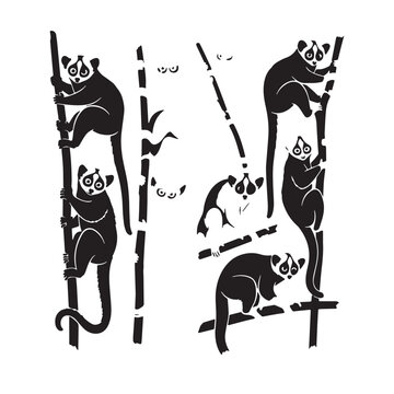 Black Grey slender loris Silhouette Vector, High Quality Illustration on White Background