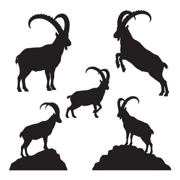 Black Ibex Silhouette Vector, High Quality Illustration on White Background