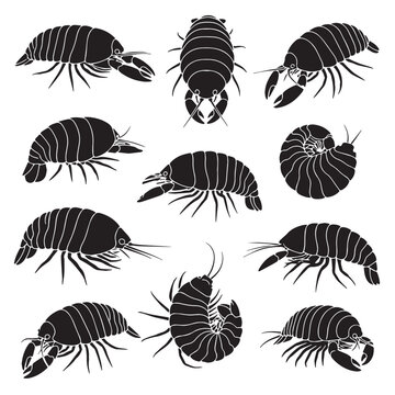 Black Giant isopod Silhouette Vector, High Quality Illustration on White Background