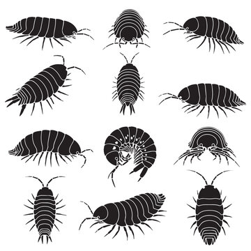 Black Giant isopod Silhouette Vector, High Quality Illustration on White Background
