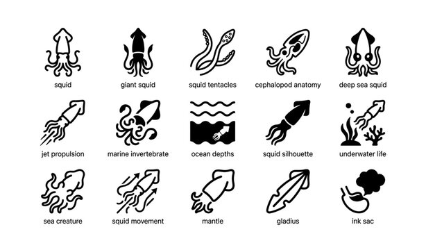 Squid icons illustrating anatomy, movement, and underwater life symbols