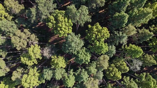 Aerial view of a dense forest canopy with varying shades of green and brown, showcasing the texture and patterns of the trees from above.