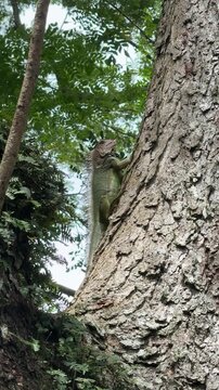 Closeup of a Green Iguana in Costa Rica (Iguana iguana)