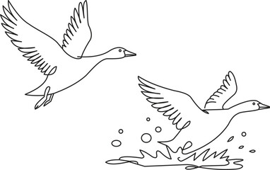 Obraz premium Flying goose birds line art illustration wildlife nature outline drawing