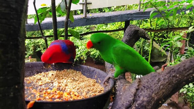 Colorful parrots feeding in a lush tropical garden setting