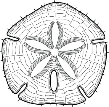Sand Dollar Illustration with Intricate Patterns for Marine Life and Ocean Beach Designs
