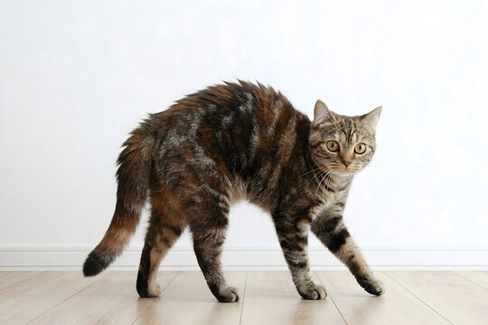 威嚇しながら歩くキジトラ猫