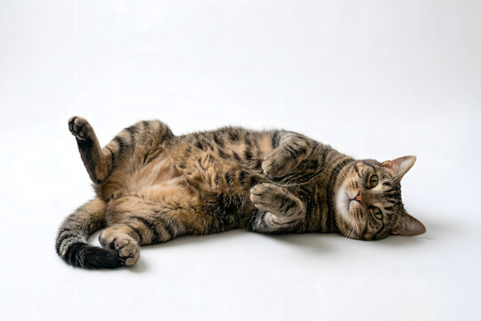 無防備なキジトラ猫