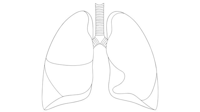 Detailed Illustration of Human Lungs and Respiratory System Anatomy.