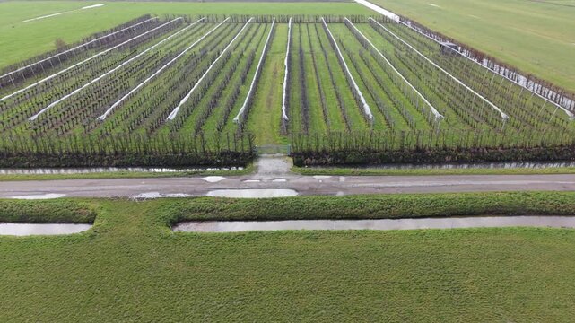 Ordered Orchard Rows With Trellis And Drainage Channel, Aerial Symmetry Emphasizes Geometry Of Sapling Lines, Irrigation Ditches And Neat Planting Patterns Across Flat Farmland