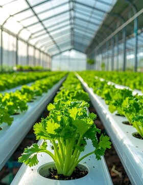 Modern greenhouse with rows of vibrant green hydroponic plants growing inside