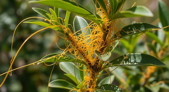 Vibrant Yellow Dodder Twining Around Green Leafy Plant Stem Outdoors