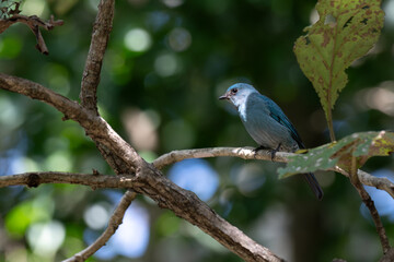 Obraz premium A Verditer flycatcher resting on a wooden branch. The birds distinct copper sulphate blue plumage is highlighted against a soft, dappled green background with natural bokeh.