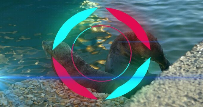 Lying pair of sea lions grooming flipper on pebble shore by calm water, with animated overlay